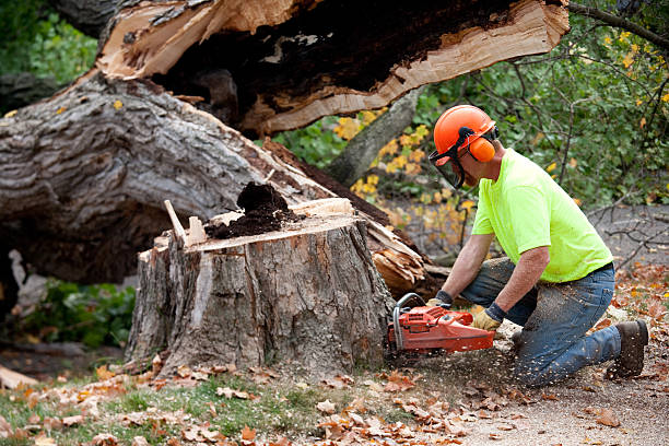 How Our Tree Care Process Works  in  Lackland Af, TX