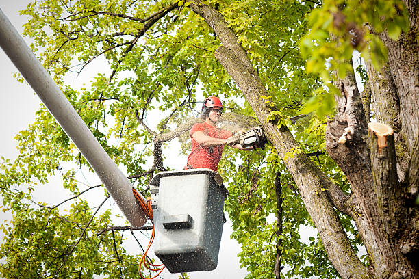 Reliable Lackland Af, TX Tree Removal Solutions